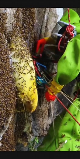 #nature #instafood #beekeeper #beekeeping #bees #trending #california #insects #viral #love #explorepage | kereasi