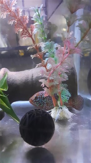 red jewel fish #aquarium jewel baby