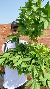 زراعة الملوخية في المنزل في ٣٥ يوم - growing mallow at home #reels | أحمد السمالوسي