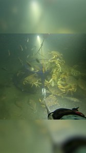 We have been filming the deep ocean off the California coast! We have so much footage to share with you that we had to split the videos into parts. Also, if you save the video or download it then you can scroll through the video yourself! | California Dawn Sportfishing