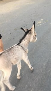 1.7M views · 146K reactions | Good evening everyone! A couple weeks old baby Walter happy to do a walk into town! 殺 This morning was our open opportunity to do a walk without the wind, but for some reason we couldn’t go live. We have wind advisory warnings all this afternoon and it’s pretty bad. we love y’all, be kind to each other, and have a great night. | Walter the orphan from Oatman’s happy new life | Facebook