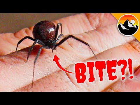 WILL IT BITE?! Black Widow Challenge Tests Nerves!