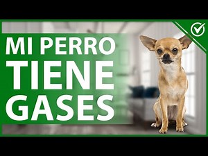 🐕 What Should I Do If My Dog Has Gas and What Can I Give Him to Get Rid of It? - Home Remedies 💨🐕