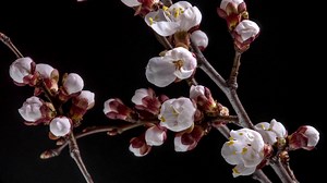 Spring flowers opening. Beautiful Spring Apricot tree blossom open timelapse, close up. Blooming backdrop on black background.