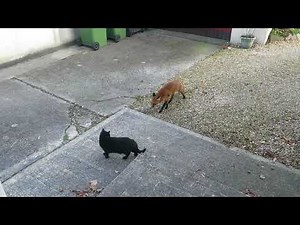 Cat Chases Fox