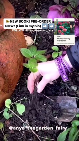 Anya Lautenbach | Follow @anya_thegarden_fairy 📣NEW BOOK- link in my bio In this post ➡️ HELLEBORES FOR FREE This video is a perfect example of... | Instagram