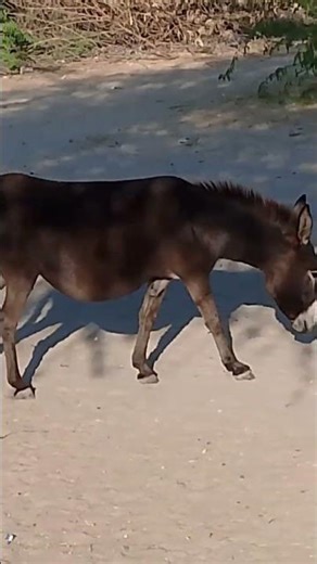 donkey real life