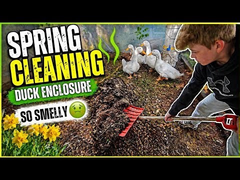 The Smelly Truth of Owning Ducks | Deep Cleaning the Enclosure