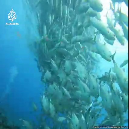 57K views · 2K reactions | A scuba-diver captured this video of a mesmerising ‘tornado’ of fish that formed off Japan’s Aguni Island  | Al Jazeera English | Facebook