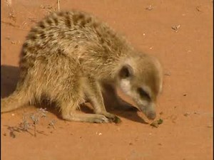 Disney's Animal World: Meerkats