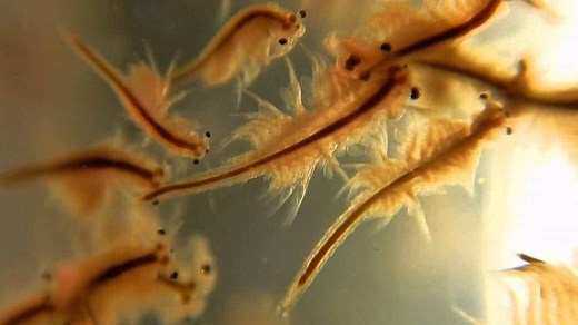 Starting a Self-Sustaining Brine Shrimp Culture - Self-Sustaining Ecosystem