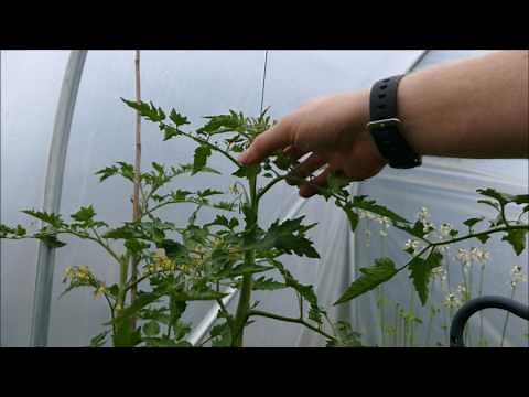 Tomato Plants, How To Prune