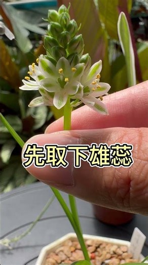 油點百合交種 #succulent #Stellarioides littoralis