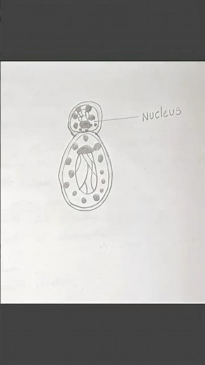 yeast cell diagram drawing