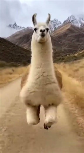 This Happy Alpaca Is Trying To Jump Higher Than Anyone