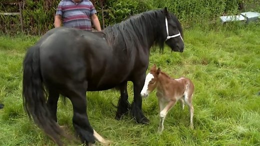 Stream Home Shopping LIVE on 7two