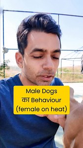 15K views · 239 reactions | This is how a male dog’s behavior changes...