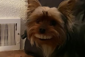 Dog steals fake teeth, runs around with gigantic smile in viral video