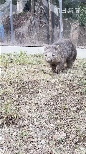 ウォンバット観察会＠大阪・五月山動物園 #shorts