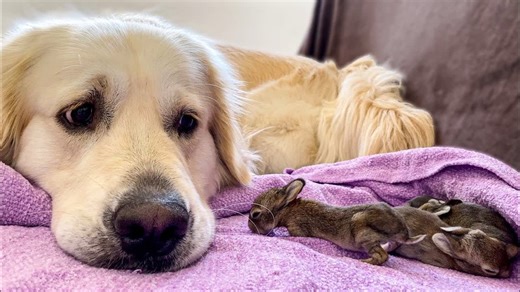 Golden Retriever and Baby Bunnies 9 days old 3 of 4 Bunnies Open Their Eyes | Golden Retriever Puppy