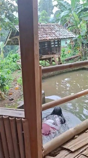 Swimming Right Through the Floor! 🤯🏊‍♀️ Unique Bamboo House #Shorts #VillageLife