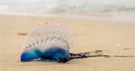 Les plages de Catalogne touchées par des galères portugaises, des sortes de méduses très urticantes