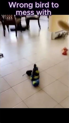 Man vs Bird Screaming Match 😳