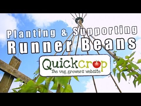 Planting & Supporting Runner Beans
