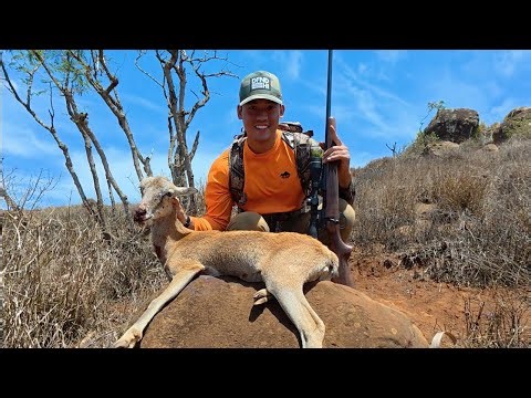 EPIC 3 Day Hunt on the Remote Hawaiian Island of Lana'i | Mouflon Hunting