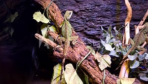 green snake standing motionless on a branch waiting for its prey to pass by