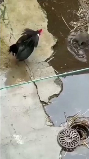 chicken vs rat Fight#shorts