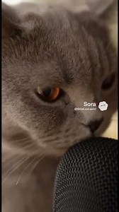 Cute cat Asmr✨