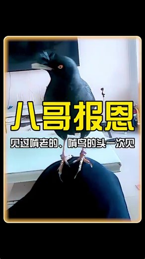 Agile Pigeon Explores Indoor Spaces and Objects