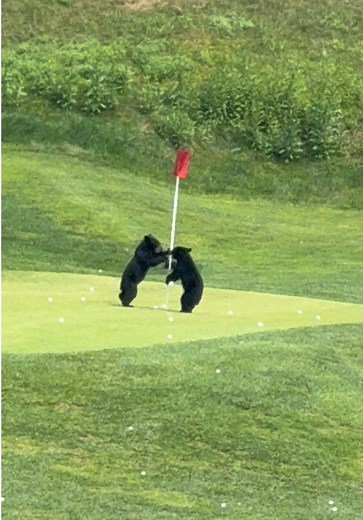 Bears Playing at Wade Hampton Golf Club in NC