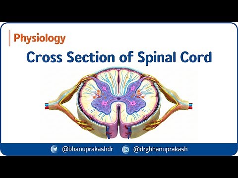 2. Cross Section of the Spinal Cord 🧠🦴 | Gray & White Matter, Tracts and Clinical Correlations