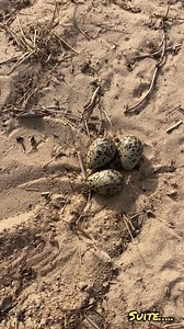Probable descendant des dynosaurs. Un oiseau utile dans l’Agriculture. | FRAISEN