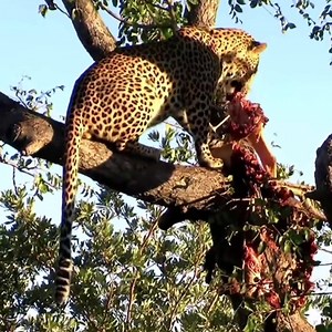 8.1K views · 50 reactions | Young leopard feeding on the tree | Just For Fun Animals | Facebook