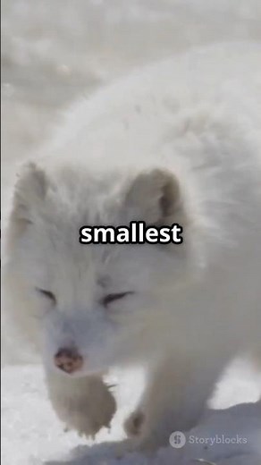 Arctic Foxes Have AMAZING Memory To Find Food Under Six Feet Of Snow?