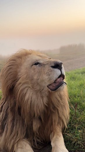 Magnificent Lion King Alex's Pupils Dilated at Dusk | Nonprofit Lion Sanctuary