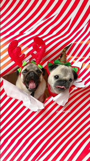 Doing the Christmas Wrapping Paper trend with my PUGS! 🎁🎄 #pug #dog