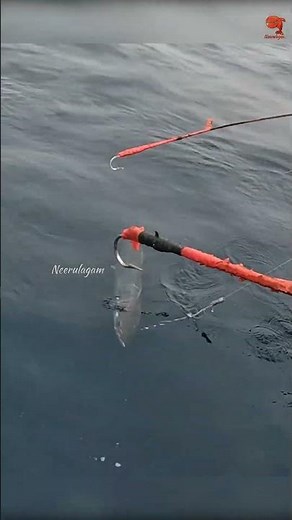 Deep Sea Fishing Videos