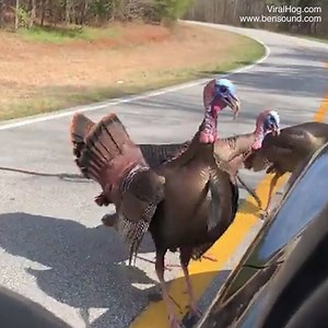 This is proof that turkeys are evil! 😂🦃 | Daily Mail Video