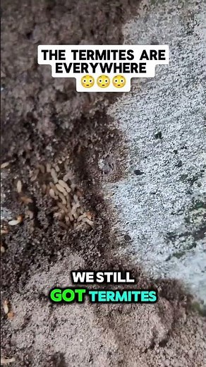 How To Protect Your Home From Termites | Proper Clearance #termites #termite #homeinspection