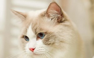 用turtle graph画个八字［Python］［编程］