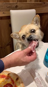 Flashback Friday from dining out at my favourite restaurant in Chamonix where the wait staff love to feed me!! Dining out in France as a pup has its advantages 🐶 🦴Seat at the table 🦴Hand fed ham at the table 🦴Hanging with my hoomans ❤️ #findinggobi #dogfriendly #tableservice #chamonix #france | Finding Gobi