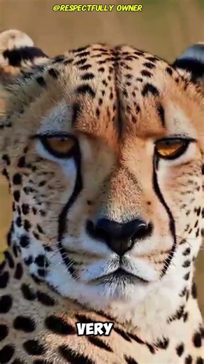 “This dog runs the fastest.”