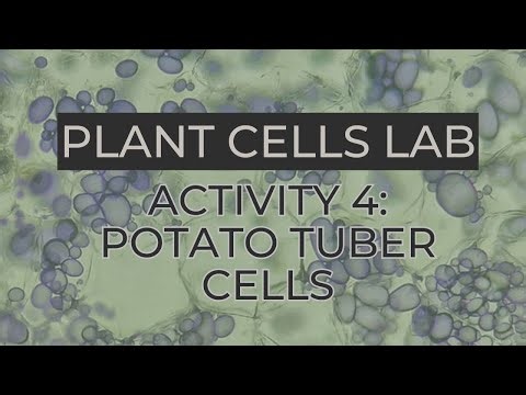Plant Cells Lab: Potato