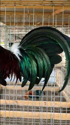 sure win na to pag ganito na manok🐓🐓💪🏼💪🏼💪🏼 #rooster #ayam #chicken