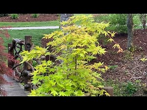 DRAGON MASTER JAPANESE MAPLE
