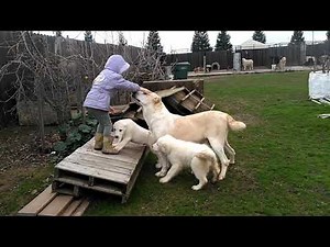 Alabai dogs XXL in USA. Two male puppies are available for new homes.